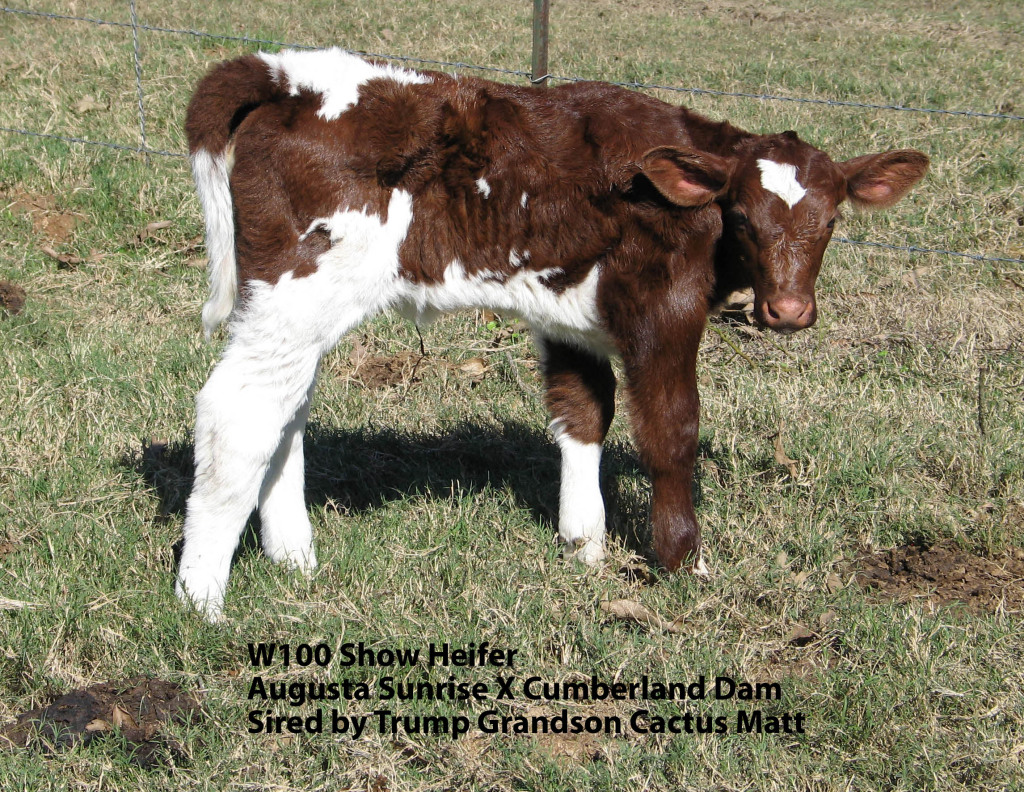 Shorthorn Cattle